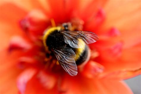 To bee, or not to bee | Green Economy Coalition