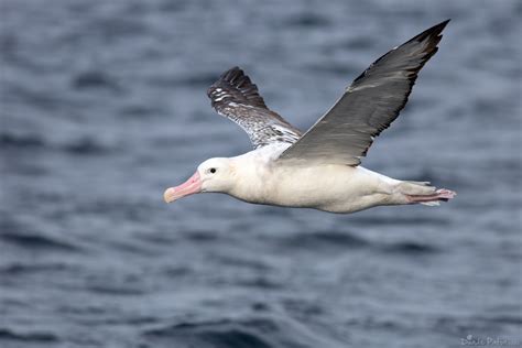 Wandering Albatross – Australian Bird Photography – Bird Photos of ...