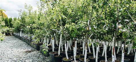 Fruit Trees Plant Care| Cedar Rim Nursery | Langley, BC