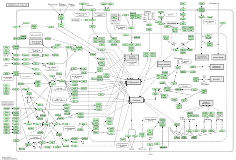 KEGG PATHWAY: Pathways in cancer - Homo sapiens (human)