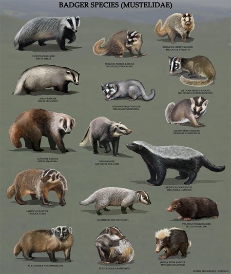 All Badger Species by RobbieMcSweeney on DeviantArt | Animals beautiful ...