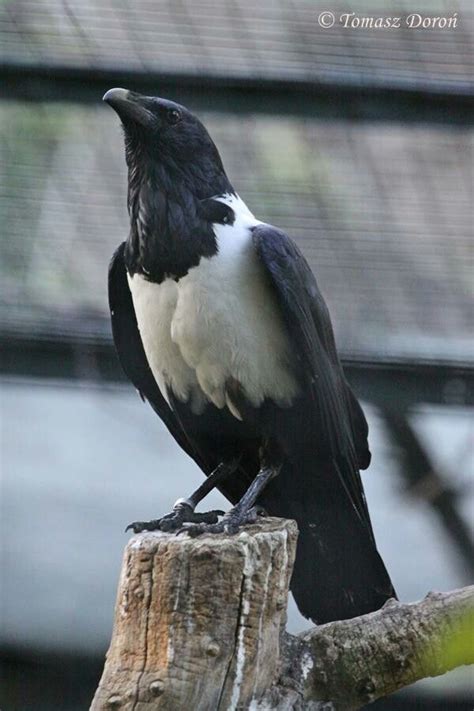 Cuervo blanco (Corvus albus). Es un ave de la familia Corvidae ampliamente distribuida por el ...