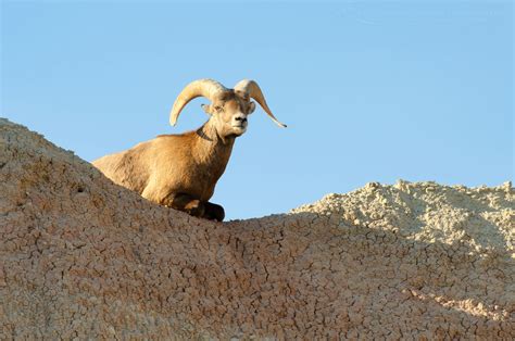 Bighorn Sheep Badlands National Park - Alan Majchrowicz Photography