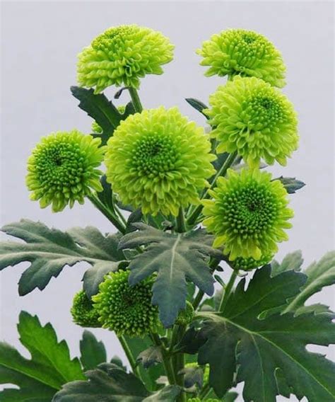 20 Beautiful Green Flowers To Add To Your Garden