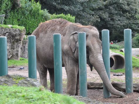 Elephas maximus / Asian elephant in Belfast Zoo