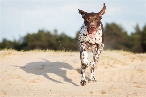 All About the Pointer Dog Breed - PetHelpful