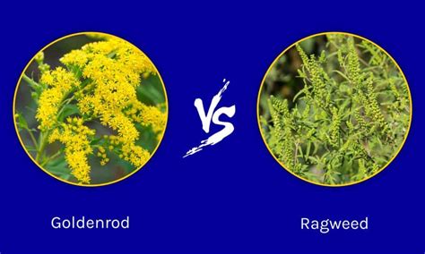 Goldenrod vs Ragweed: 5 Key Differences - Wiki Point