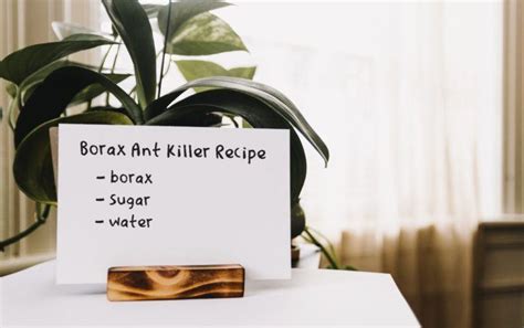 A Simple Borax Ant Killer Recipe That Actually Works 100% - Borax Ant Killer