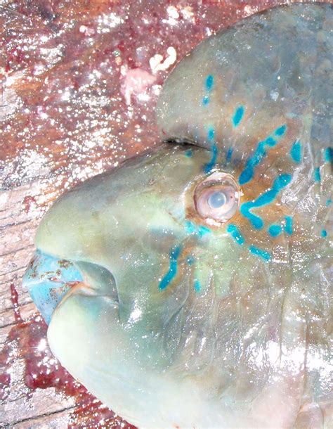 Bumphead Parrotfish | Mexico – Fish, Birds, Crabs, Marine Life, Shells and Terrestrial Life