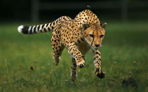 🔥 Download Running Cheetah Logo Cheetahs by @susano15 | Cheetah Running ...