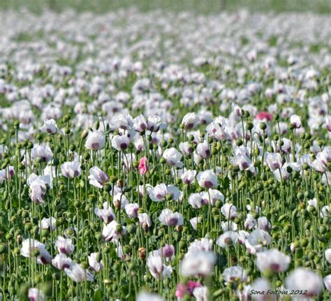 white poppy-field by sonafoitova on DeviantArt