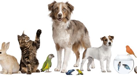 mascotas – Wikifaunia, tu enciclopedia de animales