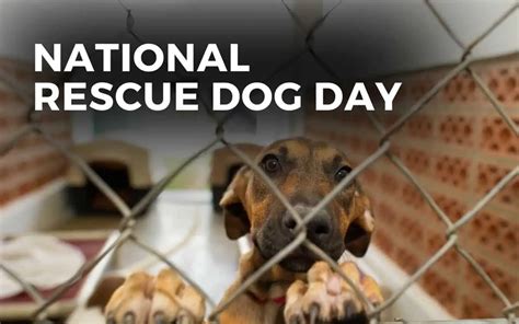 NATIONAL RESCUE DOG DAY - May 20, 2024 - Angie Gensler