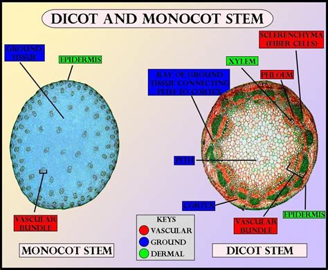 Xylem And Phloem In Monocot And Dicots Youtube