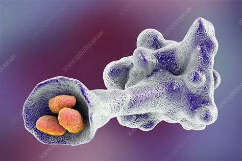 Amoeba protozoan engulfing bacteria, illustration - Stock Image - F018 ...