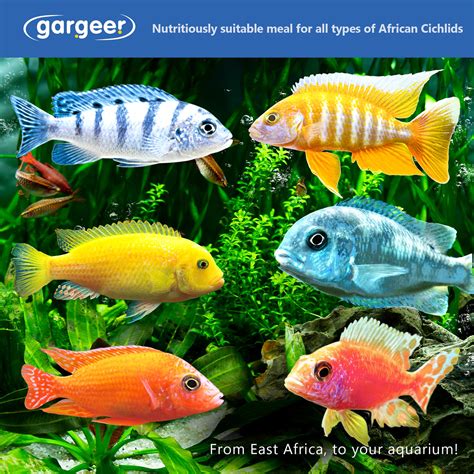 African Cichlids