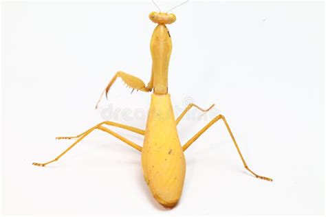 Yellow Praying Mantis on White Background Stock Image - Image of biology, food: 153542493