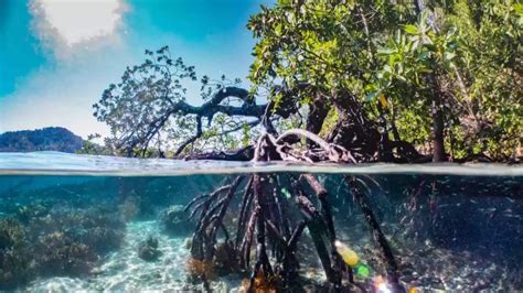 Mangrove Ecosystem - Explained! - Basic Agricultural Study