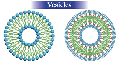 Describe the Three Types of Vesicles.