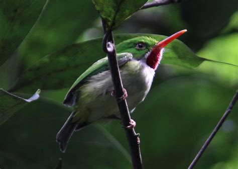 Jamaican_Tody bird | Bird, Bird species, Jamaicans