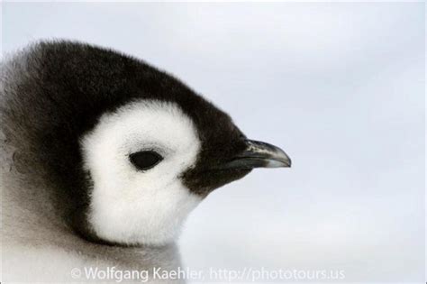 Emperor penguin chicks — Photo Tours