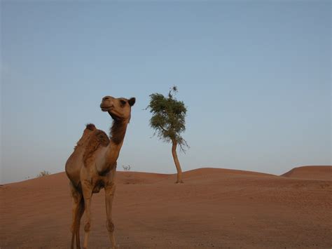 Dubai Desert Safari Free Photo Download | FreeImages