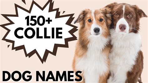 150+ Border COLLIE Names | Best Male and Female Collie Dog Names - YouTube