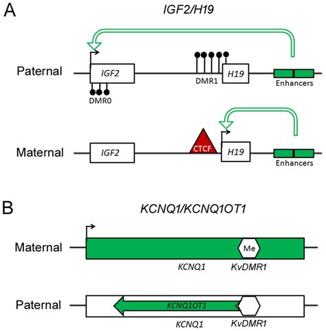 Schematic for the imprinting mechanism of IGF2 and KCNQ1. In (A), the... | Download Scientific ...