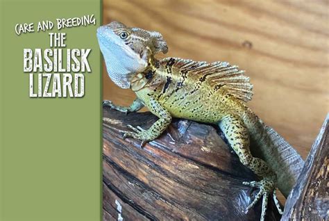 Care And Breeding the Basilisk Lizard - Reptiles Magazine