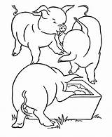 Pig Labeled Body Parts Diagram Sketch Coloring Page sketch template