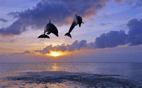 Dolphin Jump Sunset Clouds Ocean wallpaper | 1920x1200 | 174922 | WallpaperUP