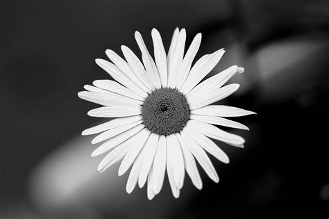 Flower Garden Black And White - Free photo on Pixabay - Pixabay
