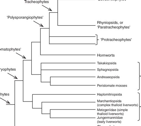 Cladogram of land plants (based on Kenrick and Crane, 1997a; Heinrichs... | Download Scientific ...