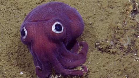 The adorable sea creature known as the Stubby squid was seen off California's Channel Islands ...