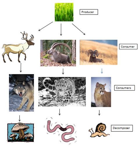 Food Webs - MOUNTAIN ECOSYSTEM