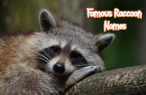 50+ Famous Raccoon Names (With Popular Cartoon Names)