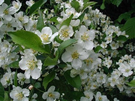 Malus Sargentii Sargent Crabapple Bonsai Ornamental Tree - Etsy