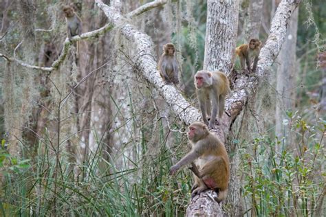 Florida's Wild Monkeys Attract Visitors (and Controversy)