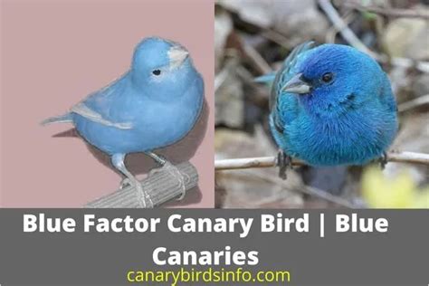 Blue Factor Canary Bird | 3 Interesting Queries Solved