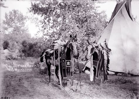 Cayuse tribe’s world-beating ponies are now very rare | Offbeat Oregon History | #ORhistory