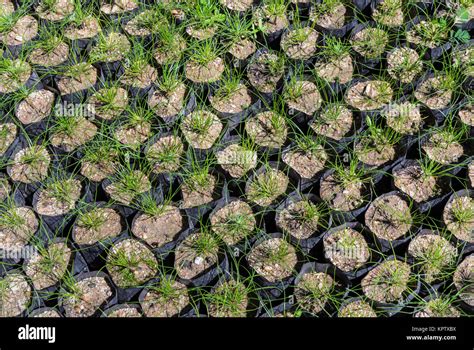 Pine tree seedlings Stock Photo - Alamy