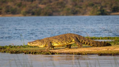 Rwanda Wildlife | 145 sightings of species across Rwanda | Expert Africa