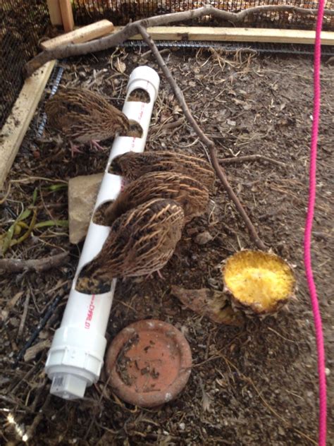 Ideas on Quail feeders please | BackYard Chickens