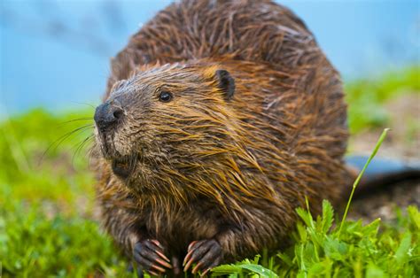 Beaver Trapping & Beaver Removal | Animal Control Specialists