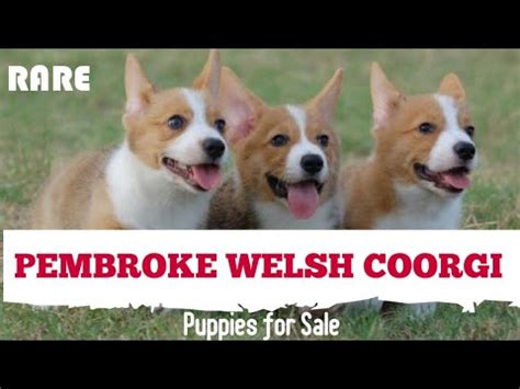 RARE: Pembroke Welsh Coorgi Puppy for Sale in India. Coorgi Puppies in India. - YouTube