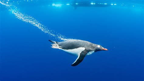 ‘Feathering’ helps explain Gentoos' record-breaking swim speed