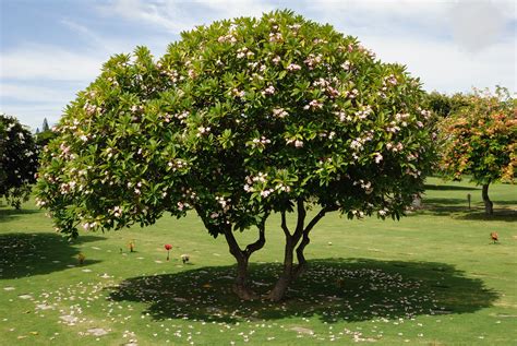 Plumeria Tree | Just liked this blossoming plumeria tree nea… | Flickr