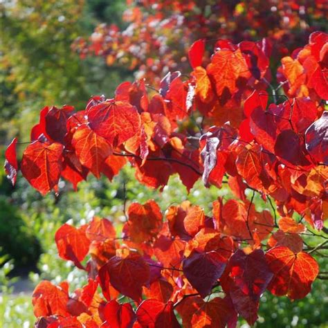 Cercis canadensis 'Forest Pansy' | Pansies, Eastern redbud, Canadensis