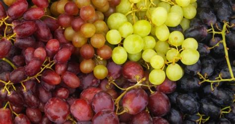 6 Health Benefits of Grapes + 4 Tips and Recipes - Domestic Fits