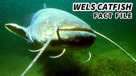 Wels Catfish Facts: a GIANT Catfish | Animal Fact Files - YouTube